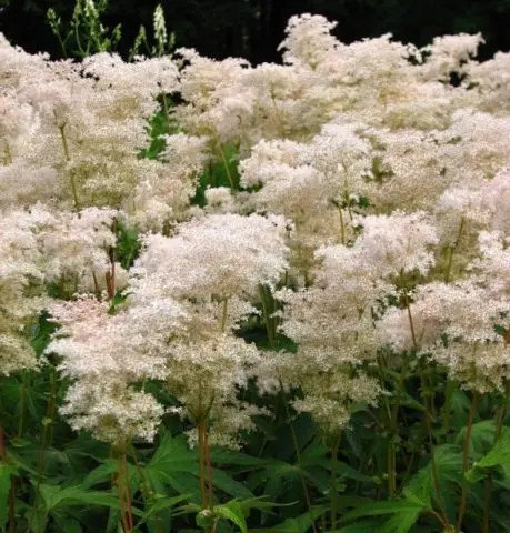 Meadowsweet (meadowsweet) palm-shaped: description, cultivation and care