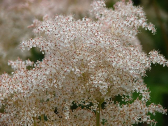 Meadowsweet (meadowsweet) palm-shaped: description, cultivation and care