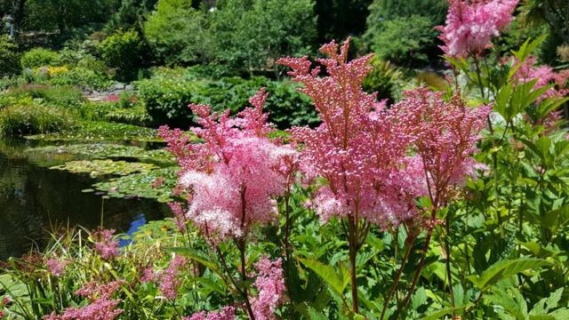 Meadowsweet (meadowsweet) palm-shaped: description, cultivation and care