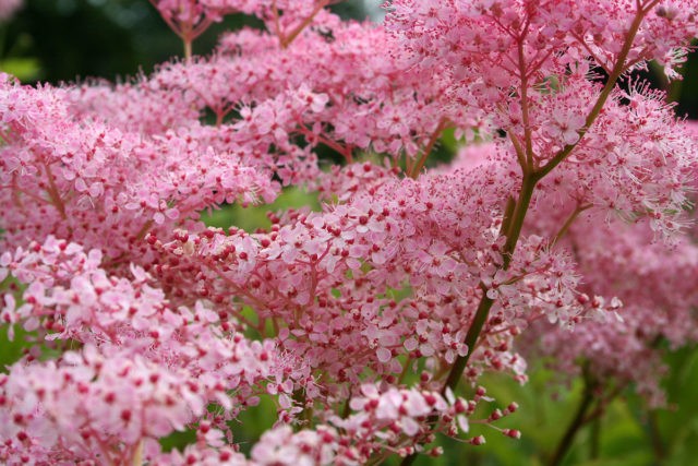 Meadowsweet (meadowsweet) pink: cultivation and care