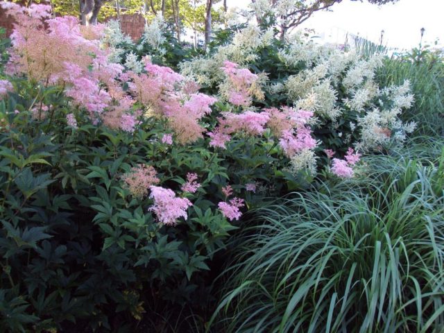 Meadowsweet (meadowsweet) pink: cultivation and care