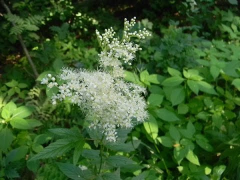 Meadowsweet (meadowsweet) pink: cultivation and care