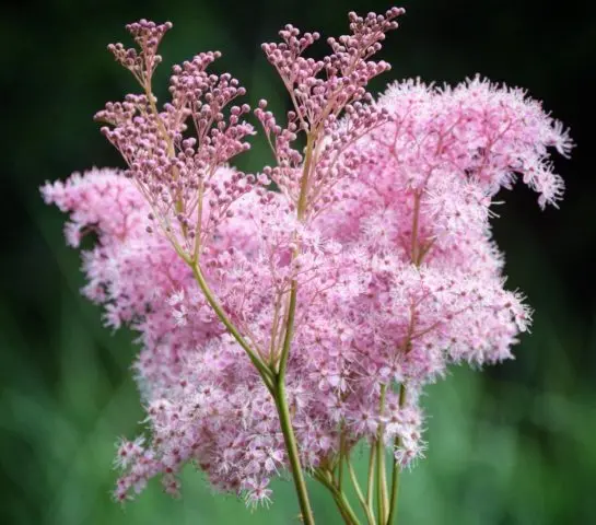 Meadowsweet (meadowsweet) pink: cultivation and care