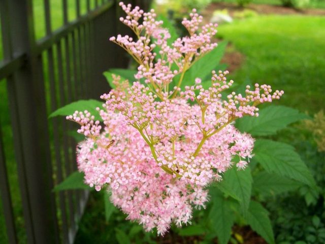 Meadowsweet (meadowsweet) pink: cultivation and care