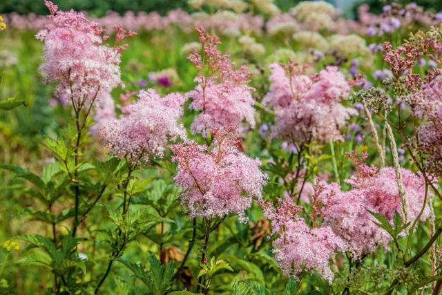 Meadowsweet (meadowsweet) pink: cultivation and care