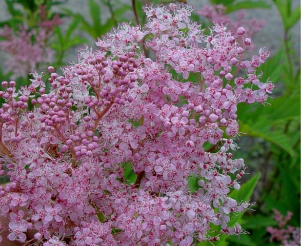 Meadowsweet (meadowsweet) red Venusta Magnifica (Venusta Magnifica): description, photo