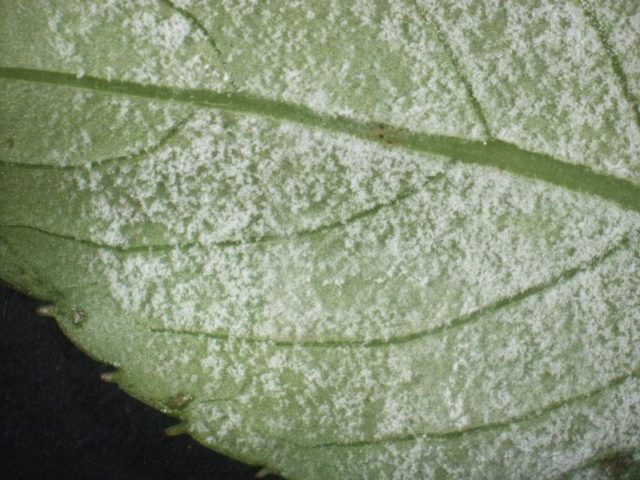 Meadowsweet (meadowsweet) red Venusta Magnifica (Venusta Magnifica): description, photo