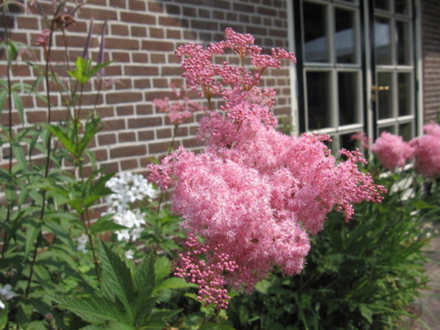 Meadowsweet (meadowsweet) red Venusta Magnifica (Venusta Magnifica): description, photo