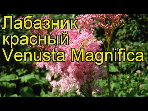 Meadowsweet (meadowsweet) red Venusta Magnifica (Venusta Magnifica): description, photo