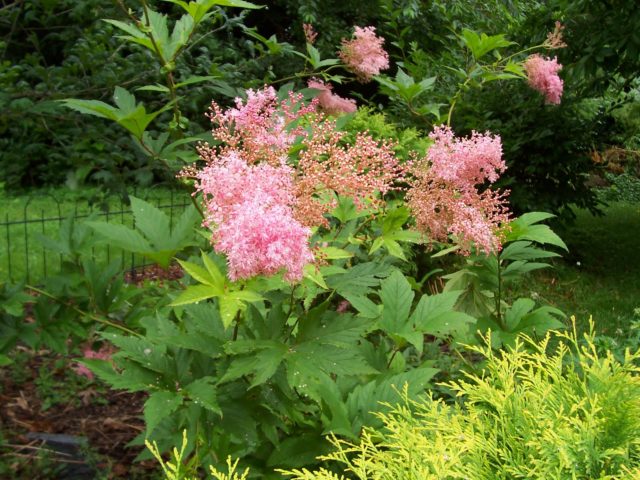 Meadowsweet (meadowsweet) red Venusta Magnifica (Venusta Magnifica): description, photo