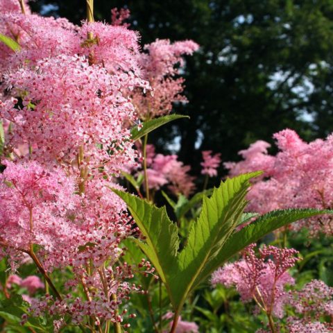 Meadowsweet (meadowsweet) red Venusta Magnifica (Venusta Magnifica): description, photo