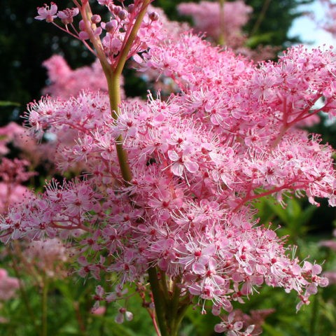 Meadowsweet (meadowsweet) red Venusta Magnifica (Venusta Magnifica): description, photo