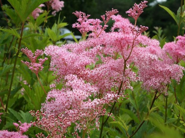 Meadowsweet (meadowsweet) red Venusta Magnifica (Venusta Magnifica): description, photo