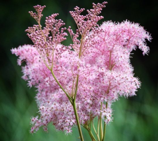 Meadowsweet (meadowsweet) red Venusta Magnifica (Venusta Magnifica): description, photo