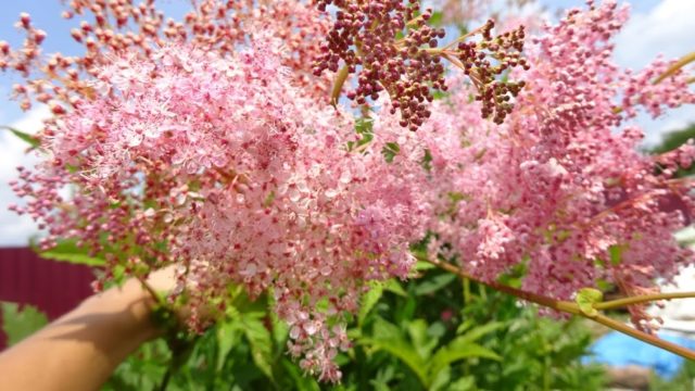 Meadowsweet (meadowsweet) red Venusta Magnifica (Venusta Magnifica): description, photo