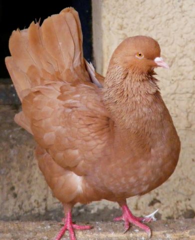 Meat breeds of pigeons