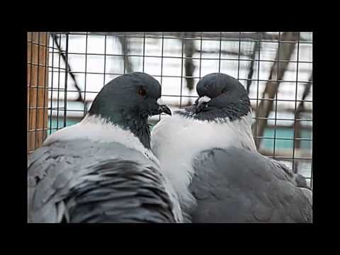 Meat breeds of pigeons