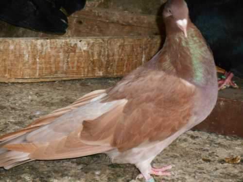 Meat breeds of pigeons