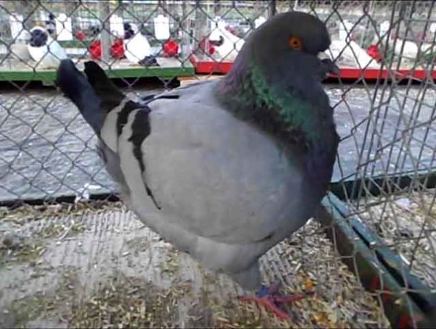 Meat breeds of pigeons