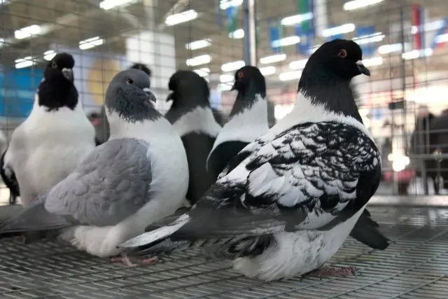 Meat breeds of pigeons