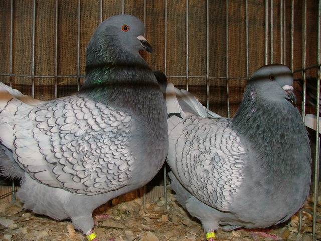 Meat breeds of pigeons