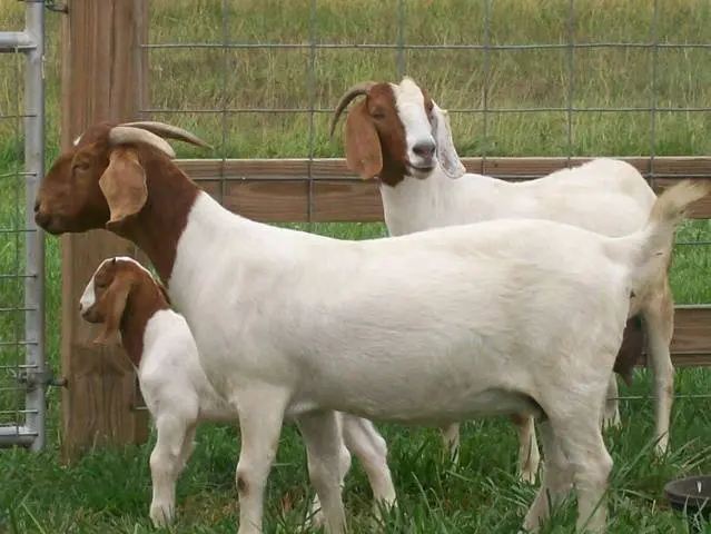 Meat goats