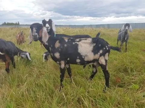 Meat goats