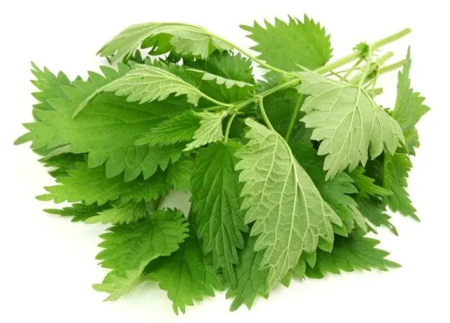 Medicinal properties and contraindications of nettle for men