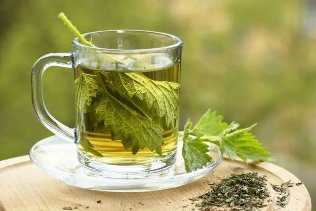 Medicinal properties and contraindications of nettle for men