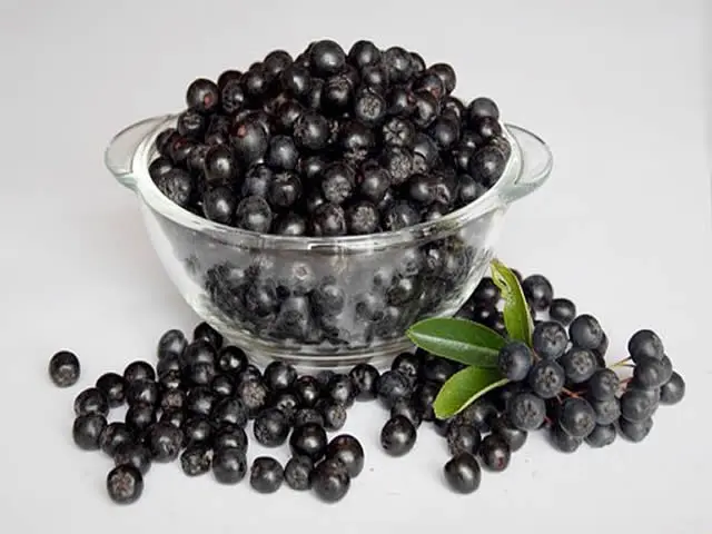 Medicinal properties of chokeberry