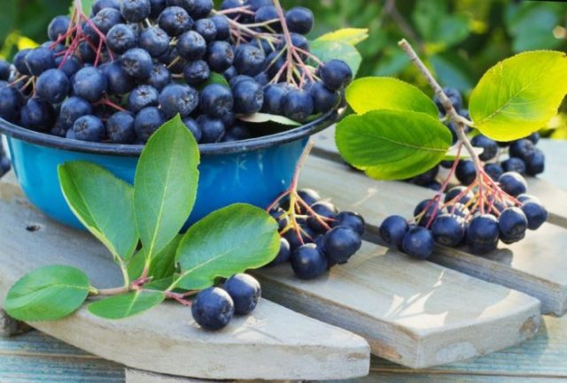 Medicinal properties of chokeberry