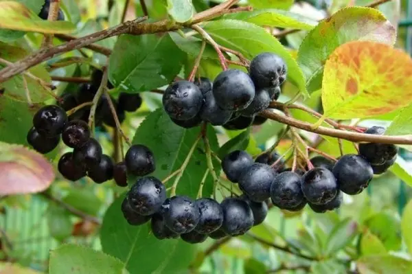 Medicinal properties of chokeberry