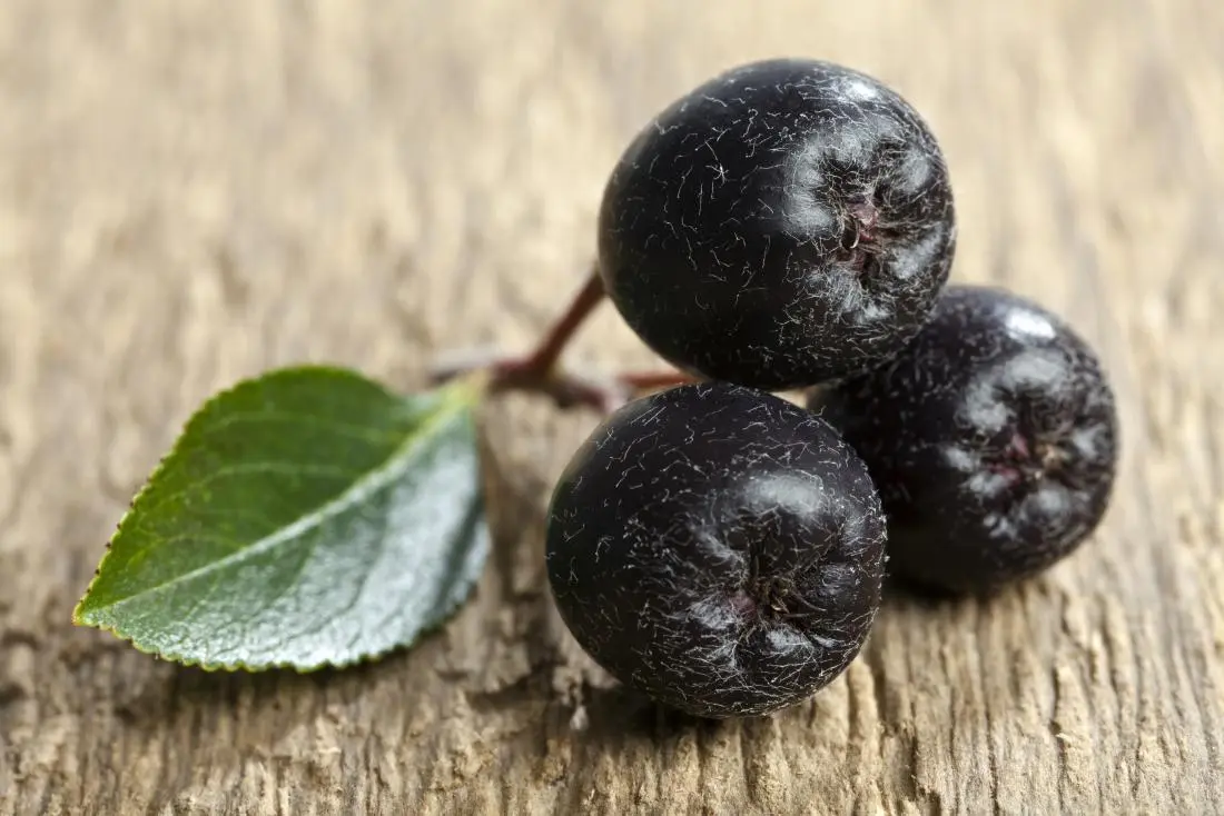 Medicinal properties of chokeberry