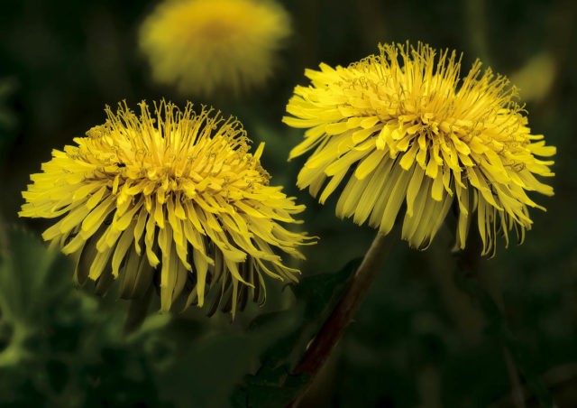 Medicinal properties of dandelion (leaves, flowers) for the human body: use in traditional medicine, recipes for infusions, decoctions