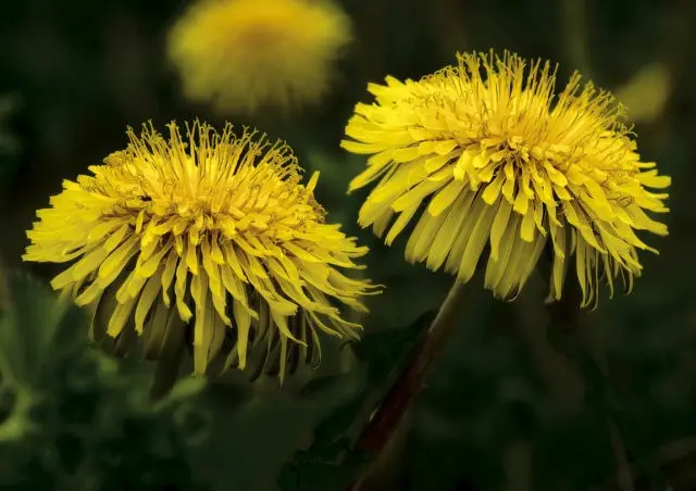 Medicinal properties of dandelion (leaves, flowers) for the human body: use in traditional medicine, recipes for infusions, decoctions