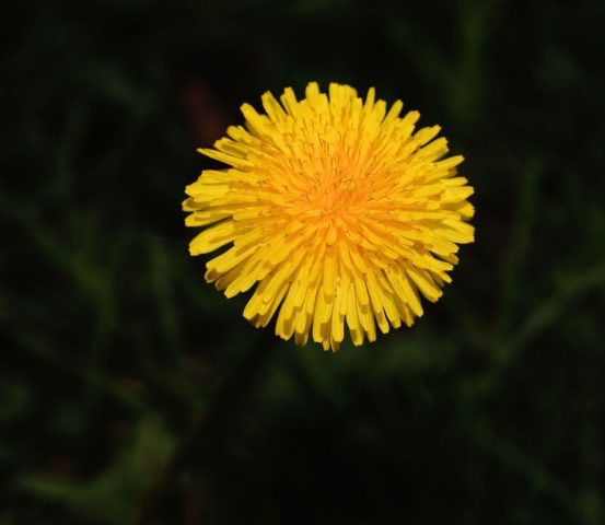 Medicinal properties of dandelion (leaves, flowers) for the human body: use in traditional medicine, recipes for infusions, decoctions