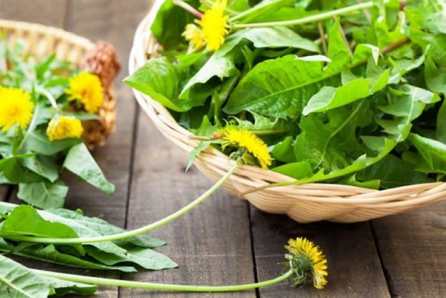 Medicinal properties of dandelion (leaves, flowers) for the human body: use in traditional medicine, recipes for infusions, decoctions