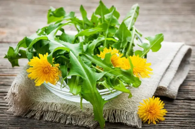 Medicinal properties of dandelion (leaves, flowers) for the human body: use in traditional medicine, recipes for infusions, decoctions