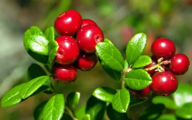 Medicinal properties of lingonberry leaves