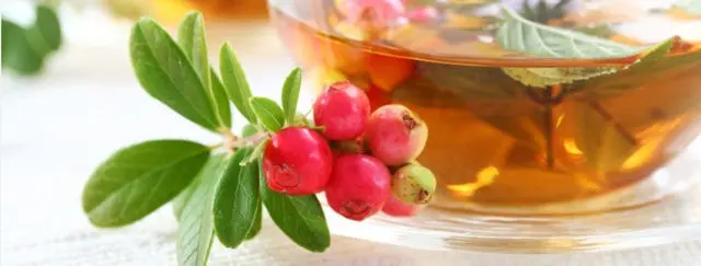 Medicinal properties of lingonberry leaves