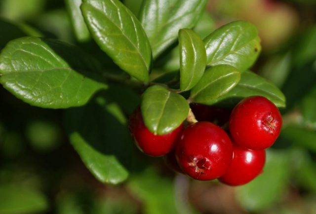 Medicinal properties of lingonberry leaves