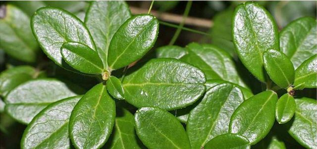 Medicinal properties of lingonberry leaves