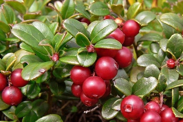 Medicinal properties of lingonberry leaves