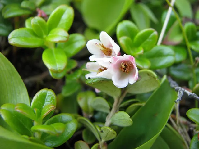 Medicinal properties of lingonberry leaves