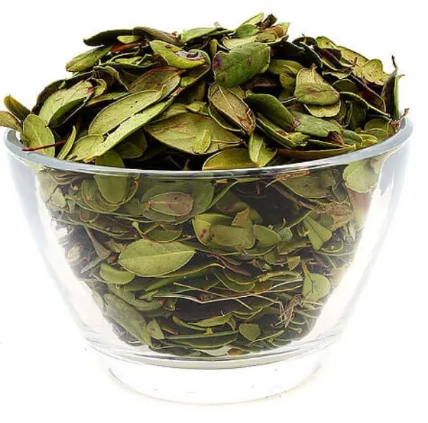 Medicinal properties of lingonberry leaves