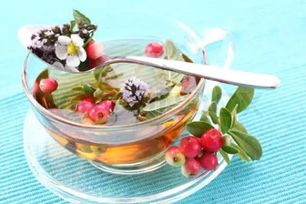 Medicinal properties of lingonberry leaves