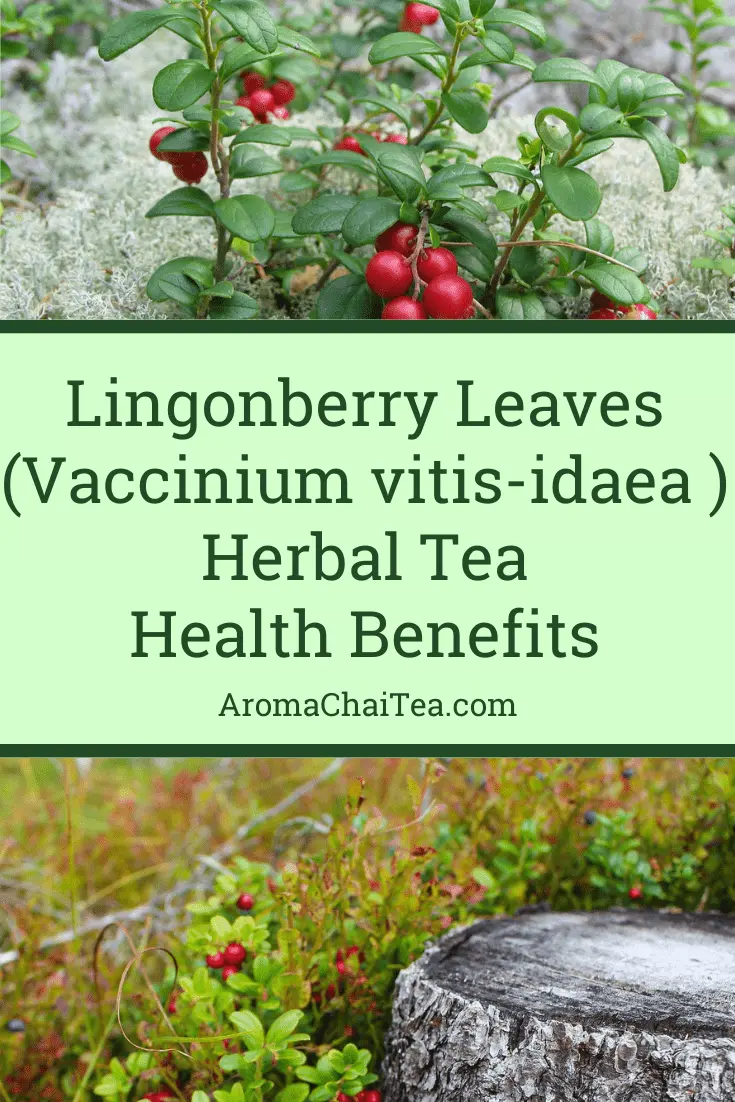 Medicinal properties of lingonberry leaves