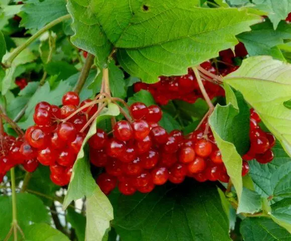 Medicinal properties of viburnum leaves and contraindications