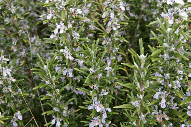 Medicinal rosemary: useful properties and contraindications