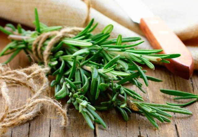 Medicinal rosemary: useful properties and contraindications